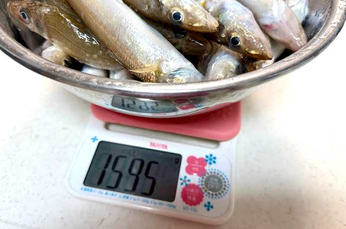 1595gのシロギス