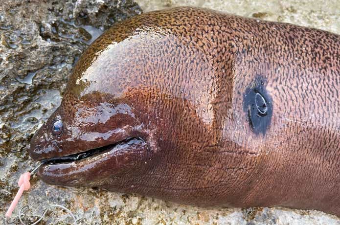 シガテラ毒を持つドクウツボ