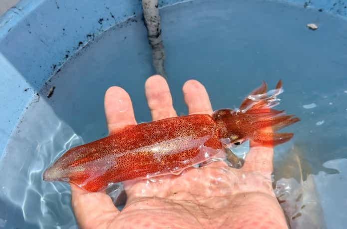 船釣りのアカイカ