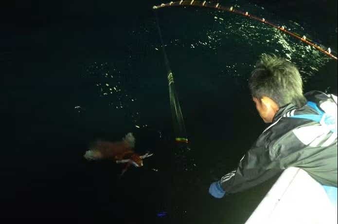 釣り針に掛かったソデイカ