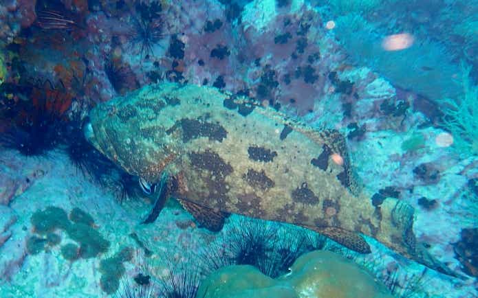 長寿で大きく成長するアカマダラハタ