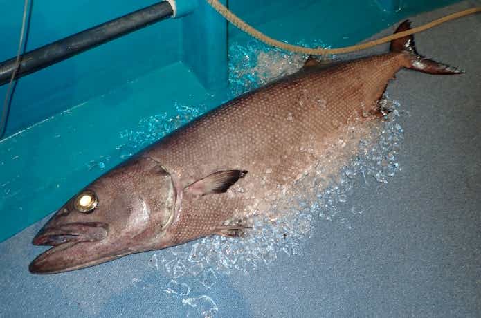 ワックスエステルを多く持つバラムツ