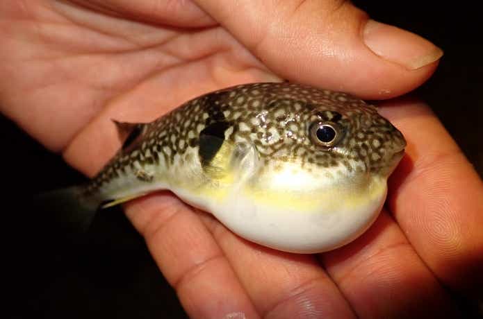 有毒種であるクサフグ