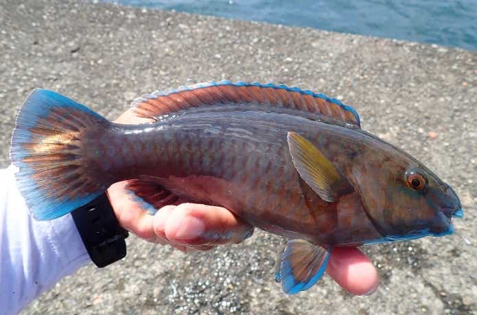 アオブダイの幼魚