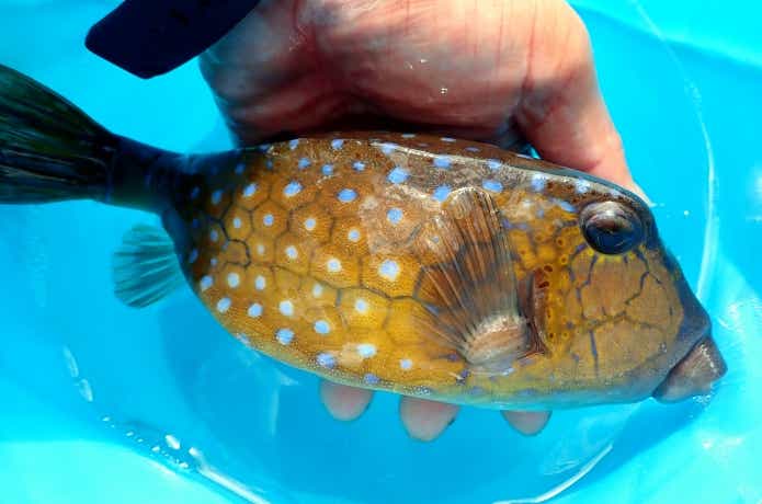 パリトキシンを持つハコフグ