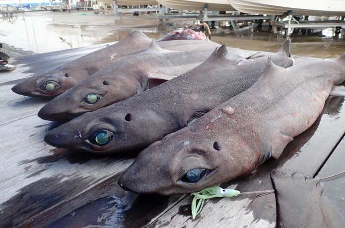 肝臓に脂を多く持つモミジザメ