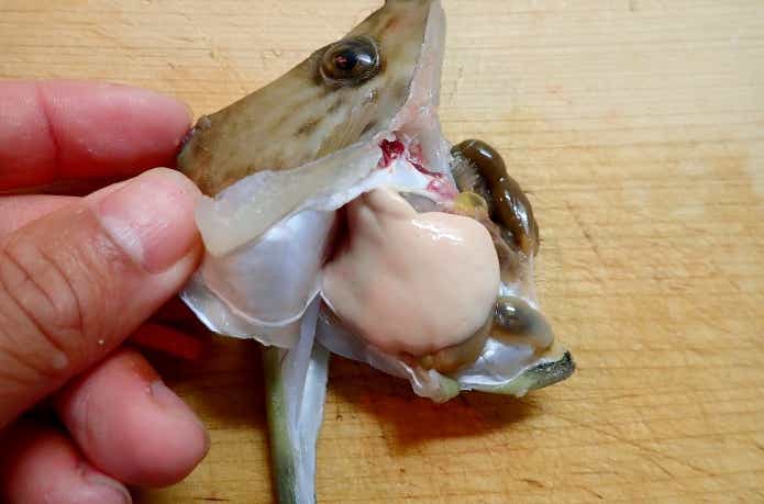 カワハギの肝臓