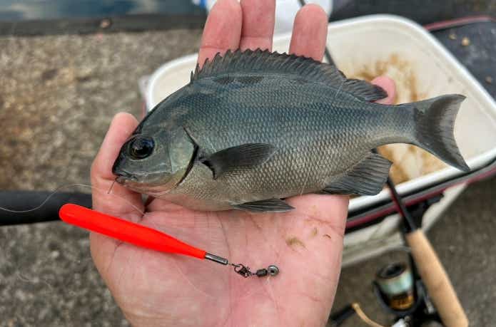 シモリペットを使って釣獲したメジナ