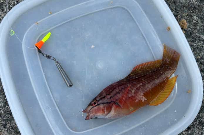 シモリペットを使ったちょい投げ仕掛けで釣れたベラ