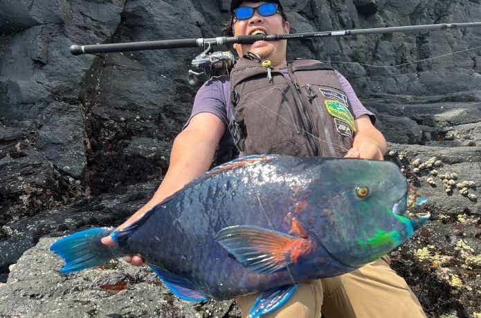 伊豆で釣れた有毒魚であるアオブダイ