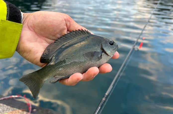 手軽な堤防釣りで釣り上げた木っ端グレ
