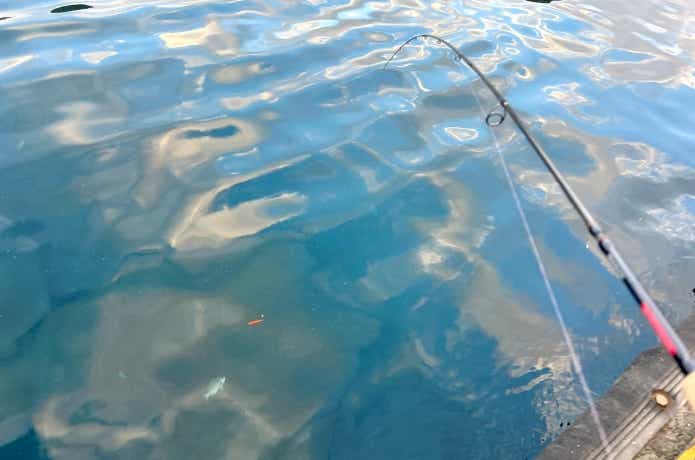 フカセ釣りでメジナが掛かった瞬間