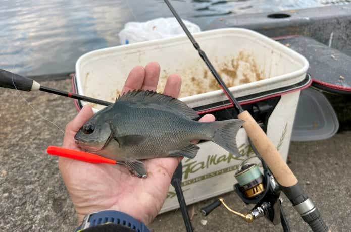 バスロッドで釣れた木っ端グレ