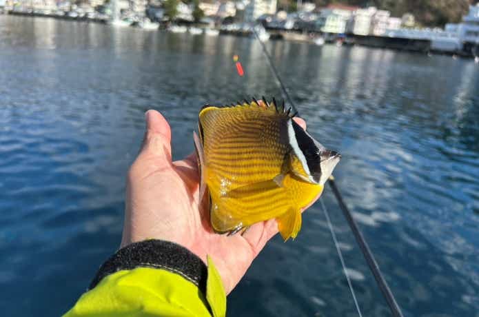 フカセ釣りの外道で釣れたチョウチョウウオ