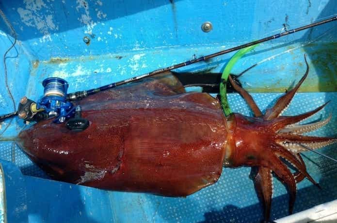 日本海側でアカイカと呼ばれるソデイカ