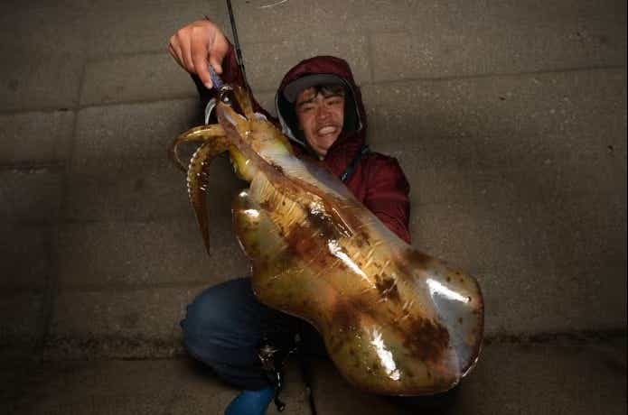 シロイカ系と呼ばれるアオリイカ