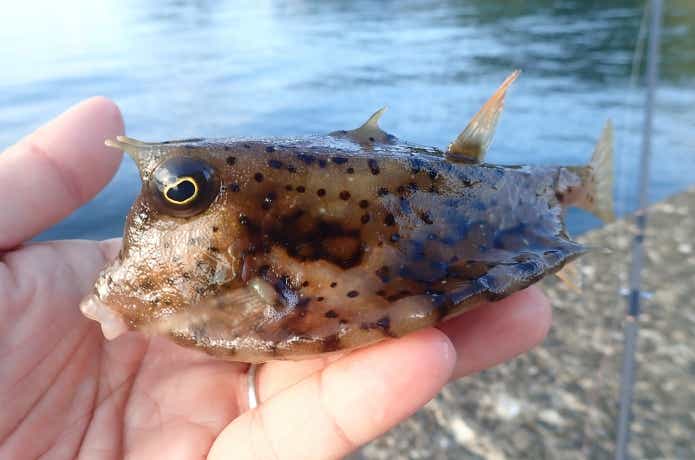 死亡例があるウミスズメ