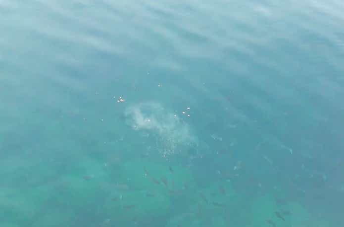 コマセに集まるメジナの群れ