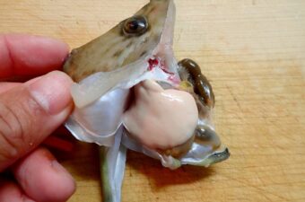 肝うまっ…の前に。魚の肝に潜む“ヤバいリスク”知ってる？