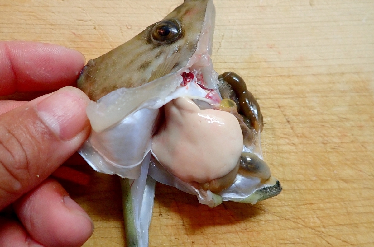 肝うまっ…の前に。魚の肝に潜む“ヤバいリスク”知ってる？