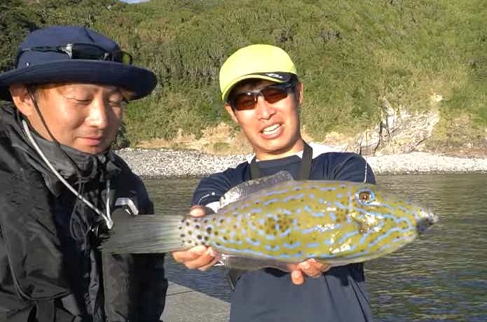 パリトキシンを持つソウシハギ