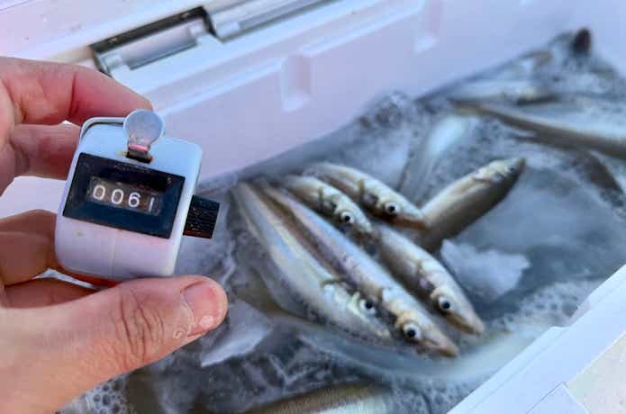 シロギスの釣果