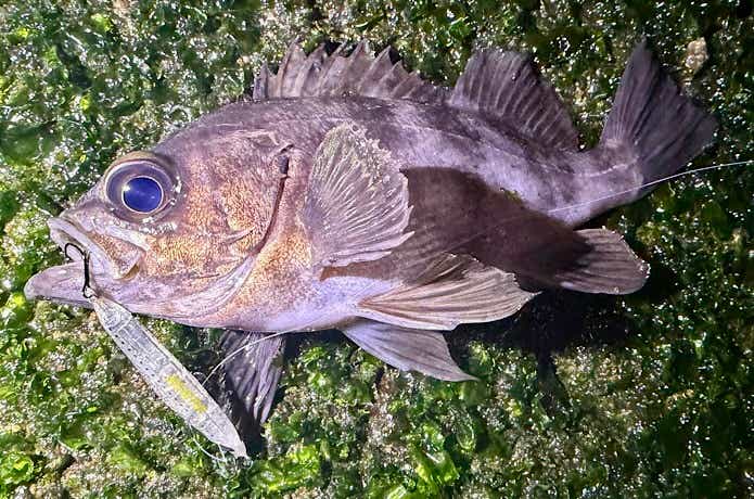 バロンドールでの釣果