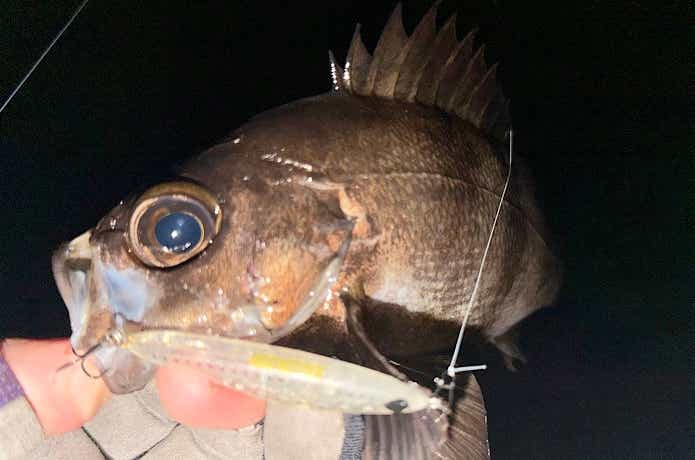 ウェーディングでの釣果