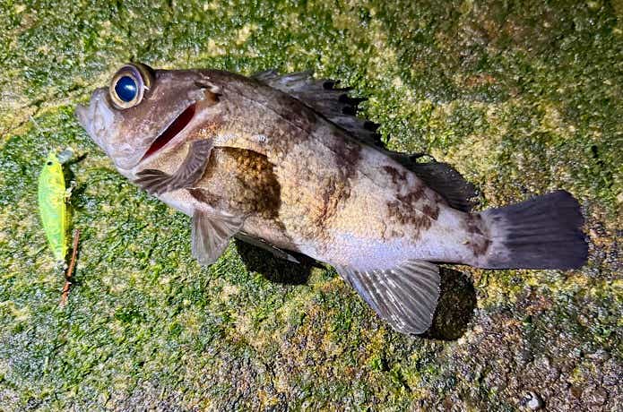 ルナメバルでの釣果