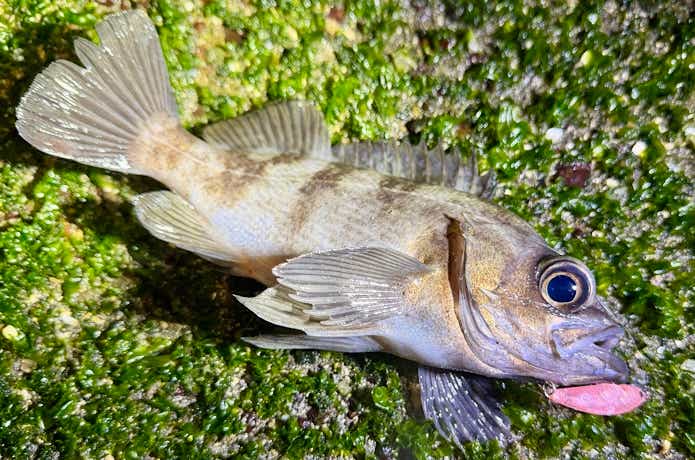 小粒ミノーのルナメバル