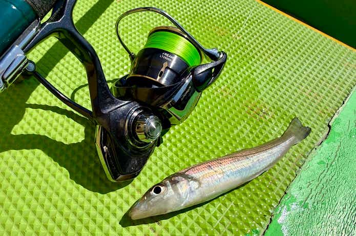 シロギスの釣果写真