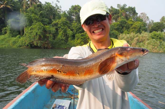 赤い体色のイザベラスネークヘッド