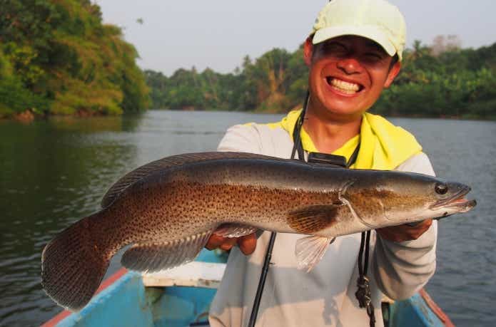 マラバールスネークヘッドの若魚