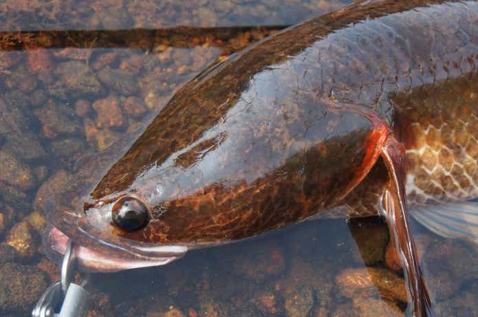 鰓蓋の赤い模様が特徴のイザベラスネークヘッド