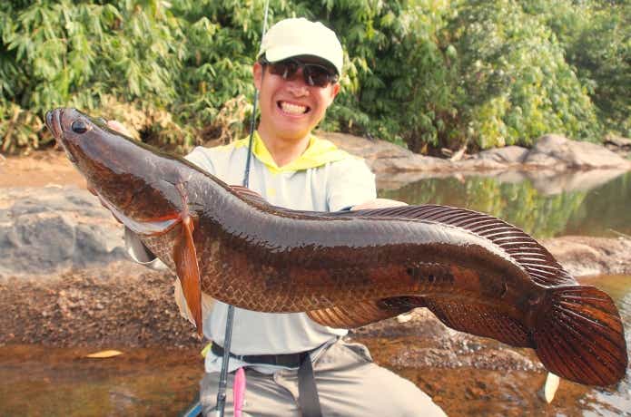 大型のイザベラスネークヘッド