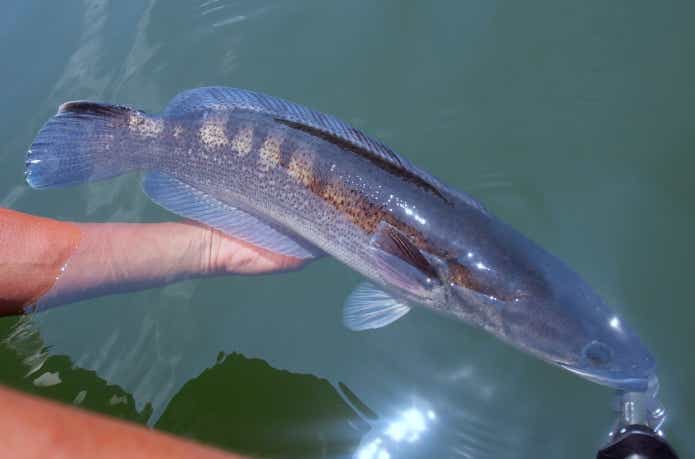 青く発色したマラバールスネークヘッド