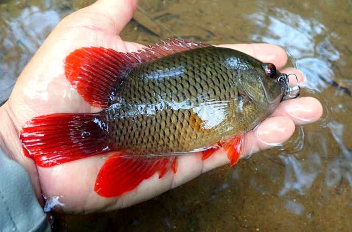 真っ赤なヒレを持つマラバールリーフフィッシュ