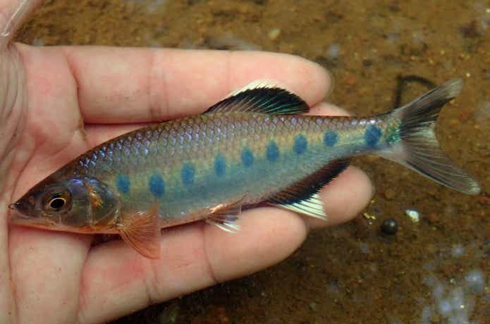 インド南部に生息するバリリウスの一種