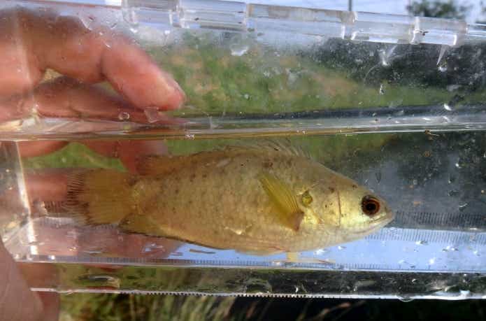 タイで捕まえたキノボリウオ