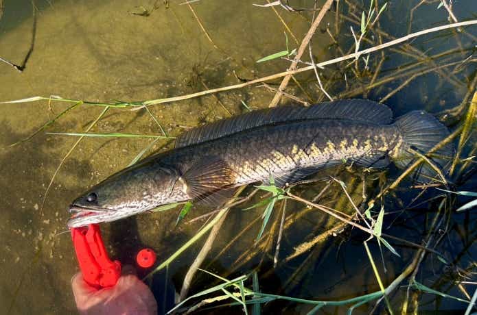 インドで釣り上げられたスネークヘッド