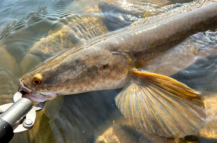 ブルズアイスネークヘッドと呼ばれるマルリウス