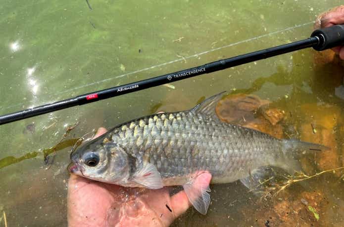 肉食性のオリーブバルブ