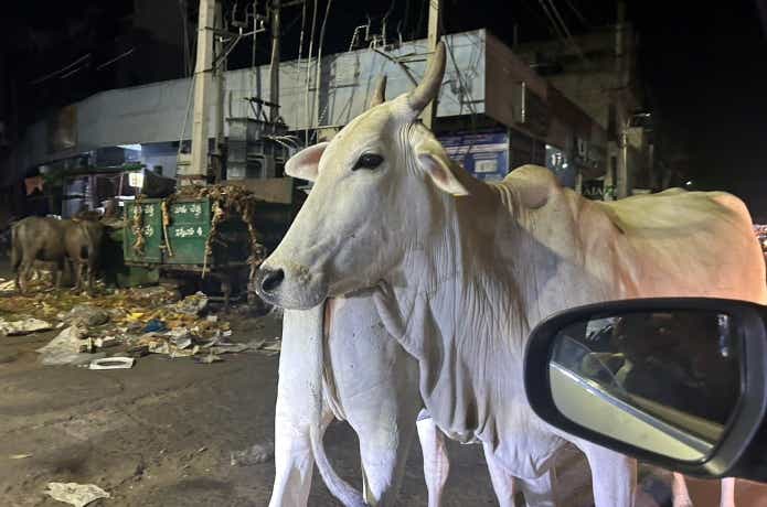 ゴミ箱に群がるインドの牛
