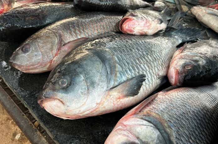 インドの大衆魚であるカトラ