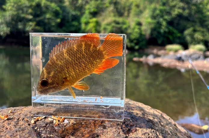 ケララ州のマラバールリーフフィッシュ