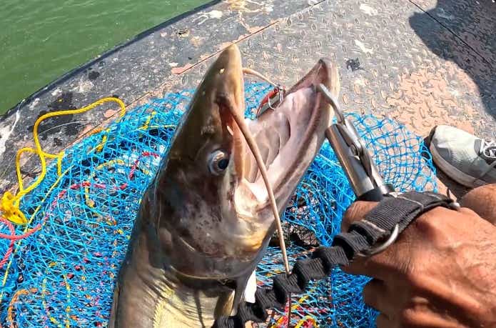 大きく口が裂けたワラゴアッツー