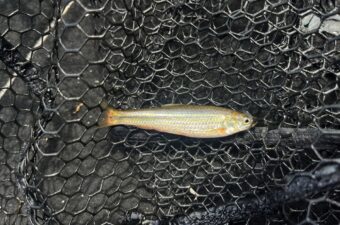 春にボトム？やるだけ無駄ぁ！だって、これ食べてるんだもの。