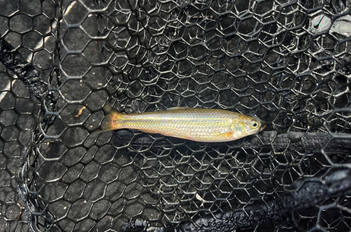 春にボトム？やるだけ無駄ぁ！だって、これ食べてるんだもの。