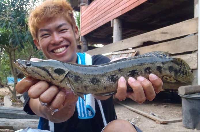 タイで釣れたアーモンドスネークヘッド