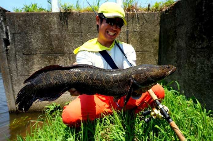 用水路で釣り上げられたカムルチー